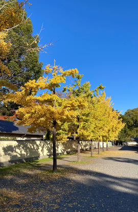 Gosho-20201114-1.jpg
