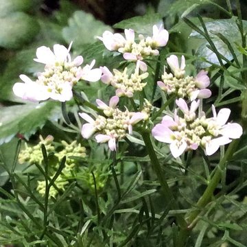 coriander-bloom.jpg