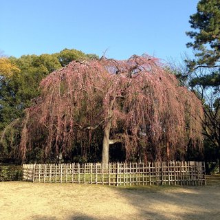 demizu-sakura-2018-4.jpg