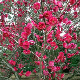 gosho-kobai-3.jpg