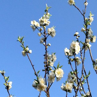 gosho-momo-2018-9.jpg