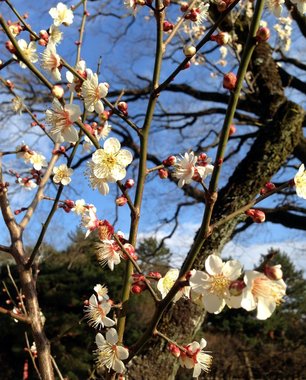 gosho-ume-2019-2.jpg