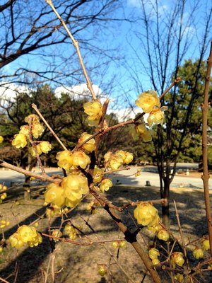 gosho-ume-2019-3.jpg