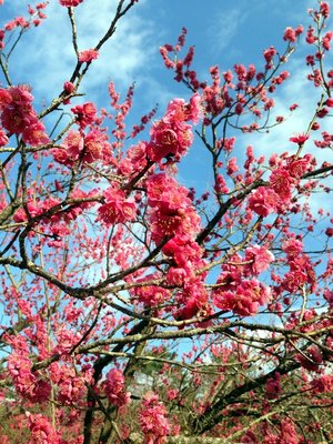 gosho-ume-2019-4a.jpg