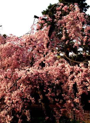 hanami-5.jpg