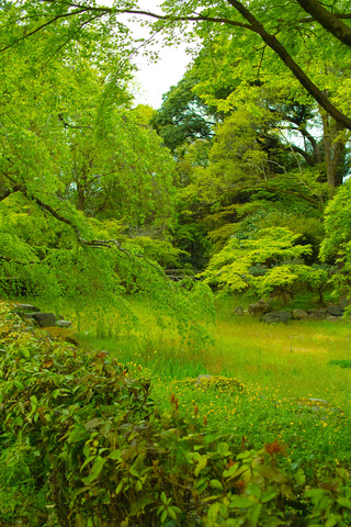 konoe-green-sakura-2.jpg
