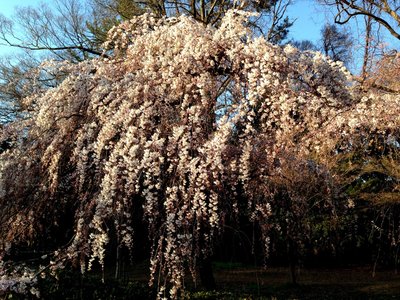konoe-sakura-2018-1.jpg