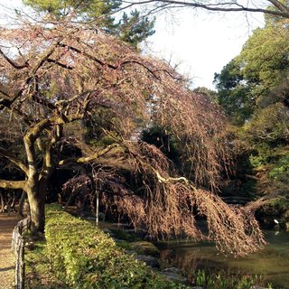konoe-sakura-2018-2.jpg
