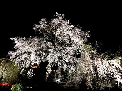 maryama-shidare-2.jpg