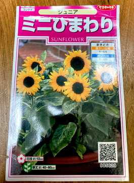 mini-himawari-junoir000.jpeg