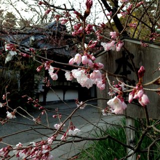 munakata-sakura-2018-6.jpg