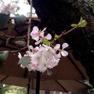 oikezakura-201811-1.jpg