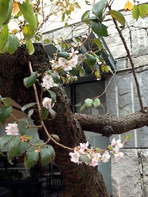 oikezakura-201811-2.jpg