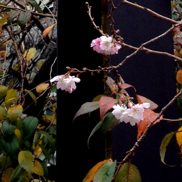 oikezakura-201911.png