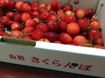 sakuranbo-2019-3.jpg