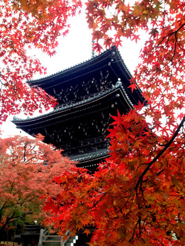 shinyodo-20191124-2.jpeg