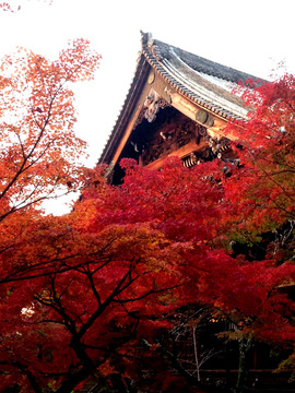 shinyodo-20191124-6.jpeg