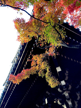 shinyodo_20201115_2.jpeg