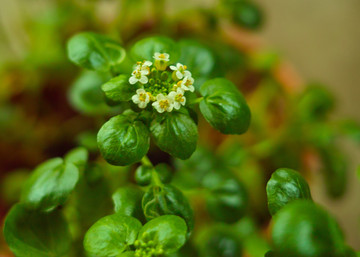watercress-2020-05.jpg